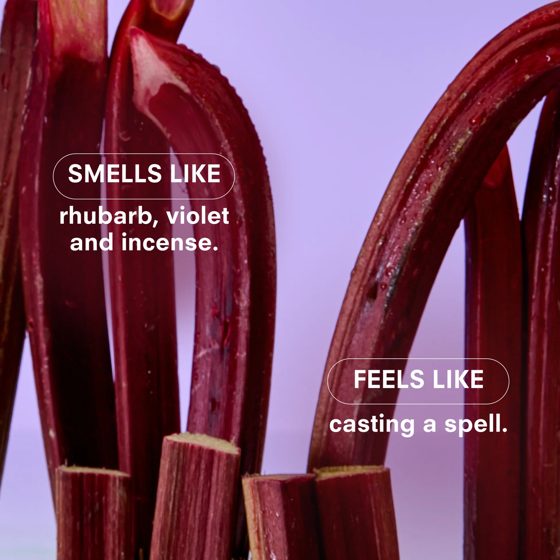 Violet Ends Magnum Candle