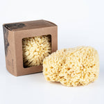Bath Sea Sponge Gift Box - Large 5.5"