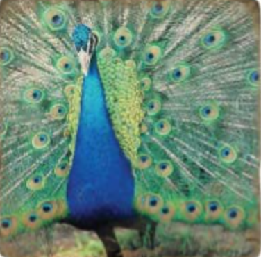 Peacock Feathers Tumbled Marble Coaster