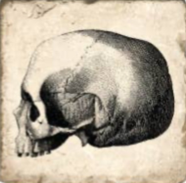 Skulls Tumbled Marble Coaster