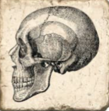 Skulls Tumbled Marble Coaster